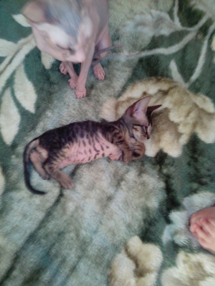 Новорождённые котята канадского сфинкса