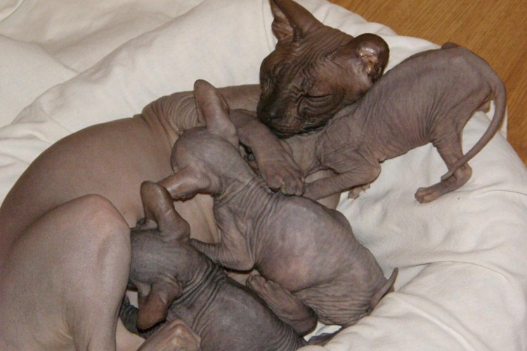 Маленькие сфинксы Новорожденные