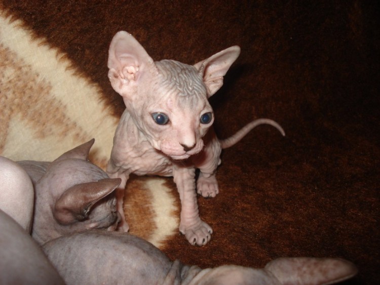 Сфинкс спокоен