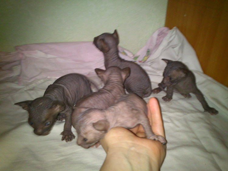 Новорожденные котята канадского сфинкса