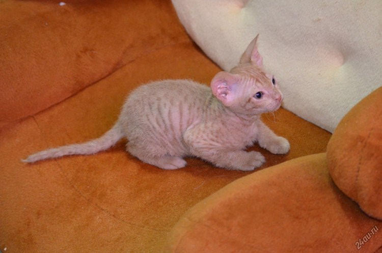 Новорожденные котята Бамбино