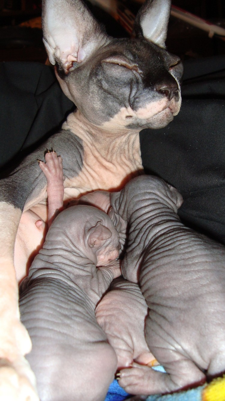 Маленький сфинкс на руках