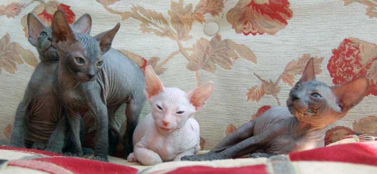 Спящий канадский сфинкс