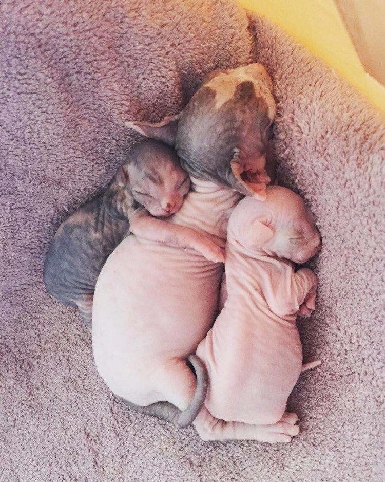 Донской сфинкс самка