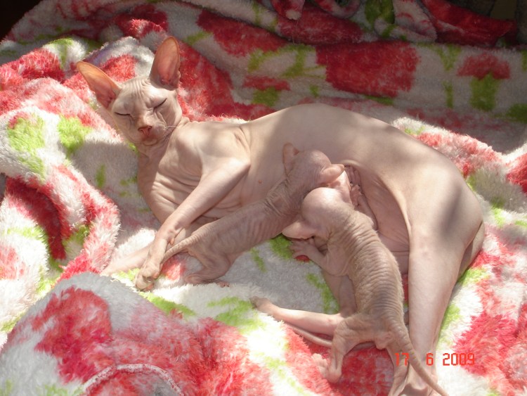 Сфинкс Донской 1 месяц большой живот