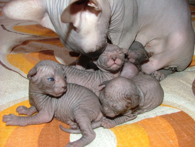 Как определить пол котенка сфинкса