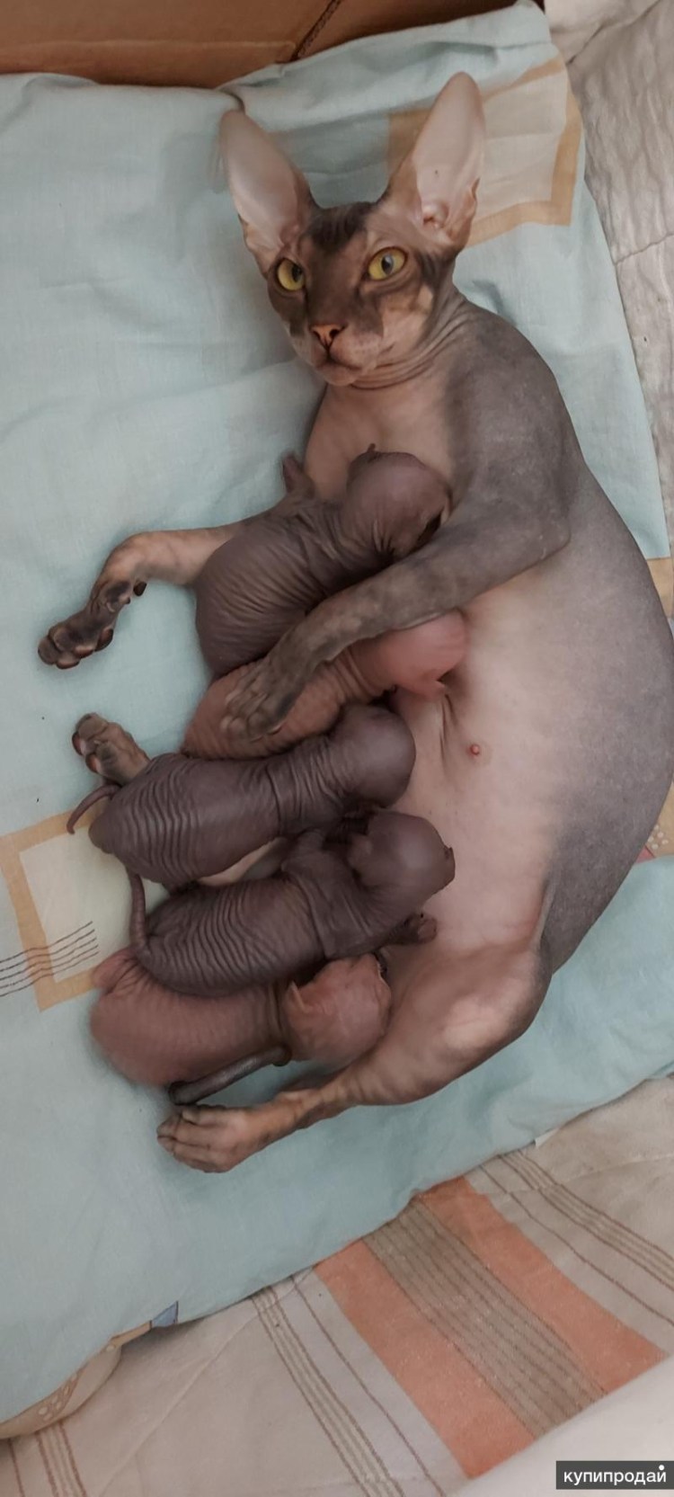 Поинтовые котята канадского сфинкса