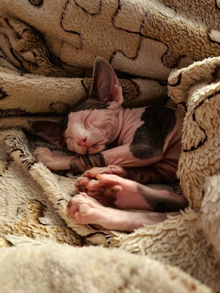 Новорождённые котята сфинкса