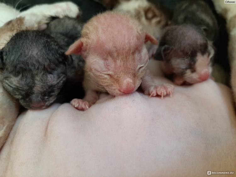 Донской сфинкс Новорожденные котята