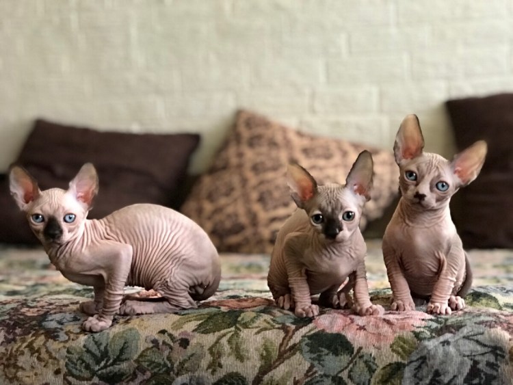 Сфинксы рождаются с шерстью