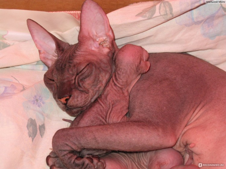 Новорожденные котята сфинкс браш