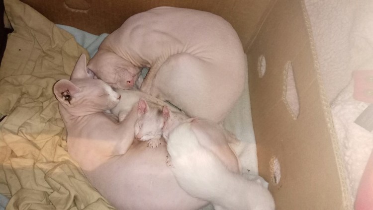 Новорожденные сфинксы с шерстью