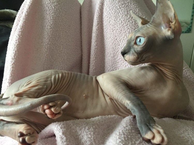 Новорождённых котята Донского сфинкса