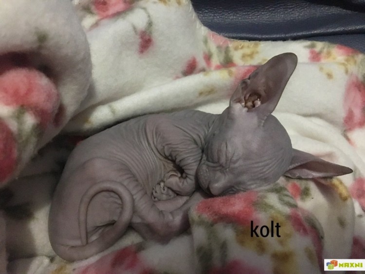 Сфинкс Донской котенок новорожденный