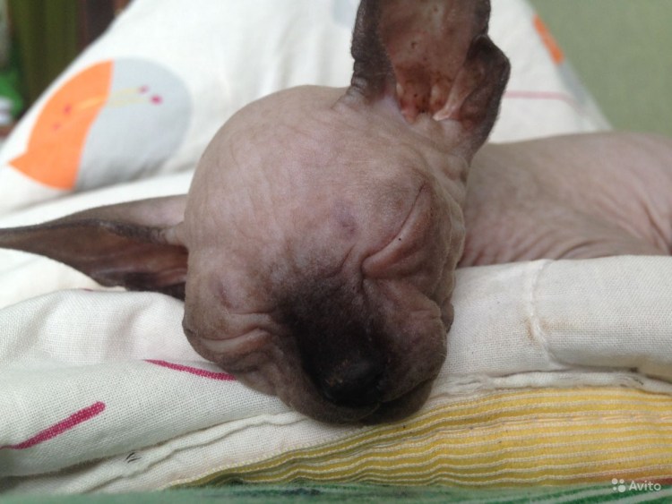 Донской сфинкс Новорожденные котята