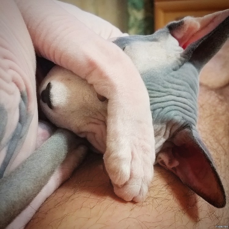 Донской сфинкс велюр Новорожденные котята