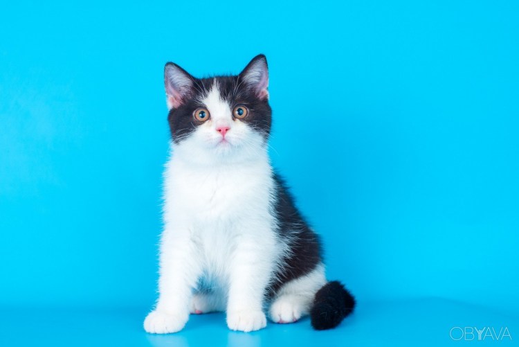 Трёхцветная кошка Арлекин