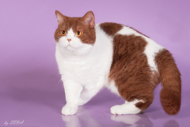 Красный табби Арлекин