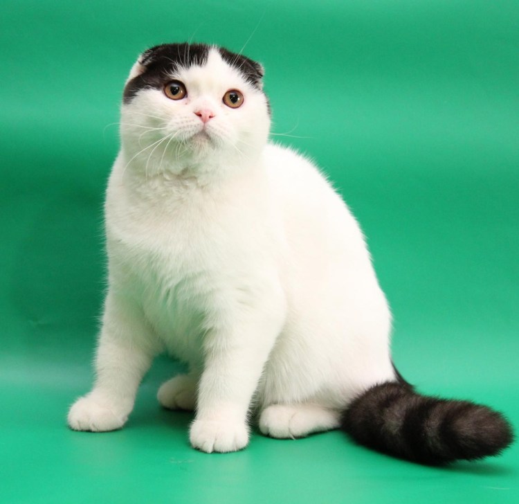 Бобтейл Арлекин