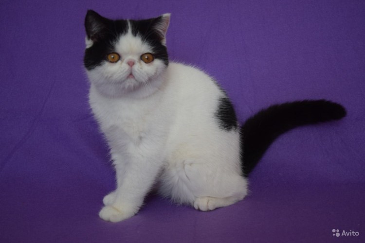 Скоттиш страйт биколор Арлекин