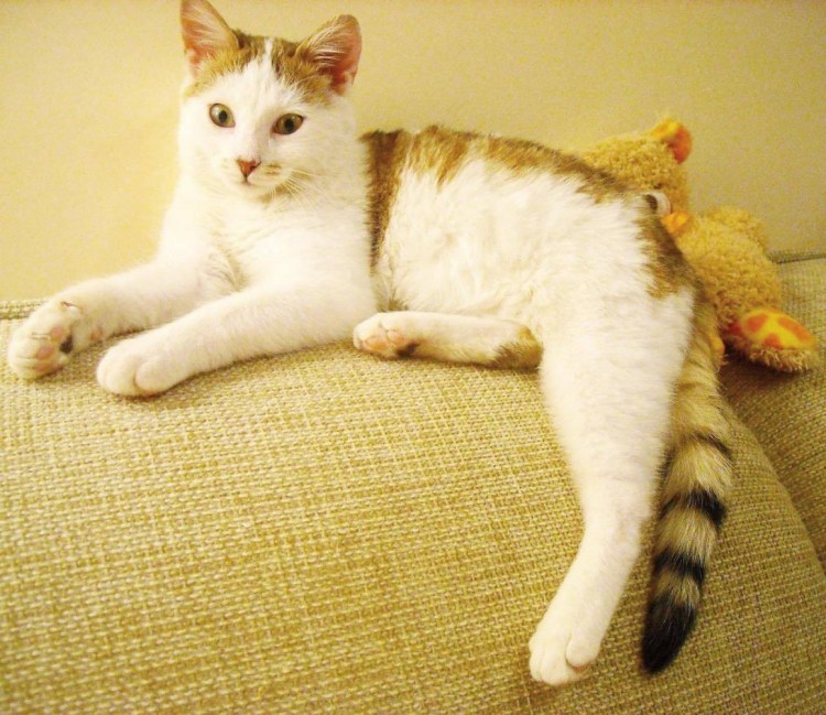 Окрас Арлекин у кошек