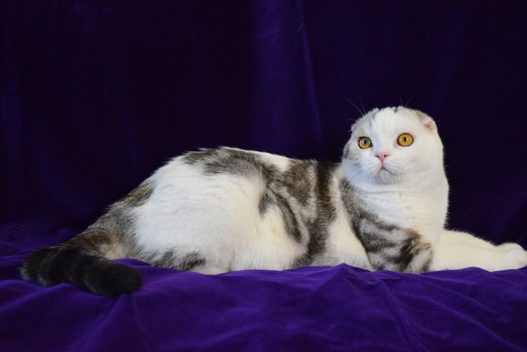 Скоттиш фолд Арлекин