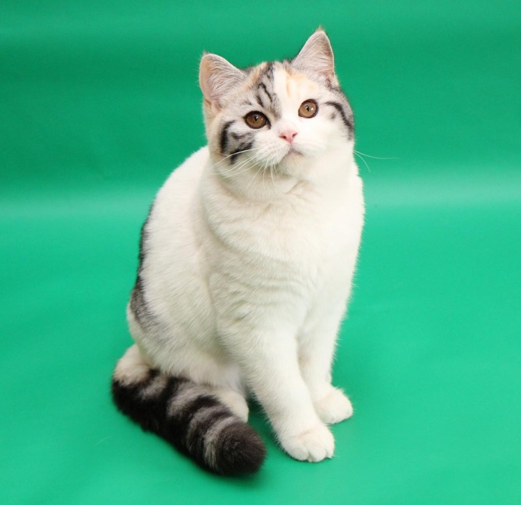 Споптишь фолт Арли Кин