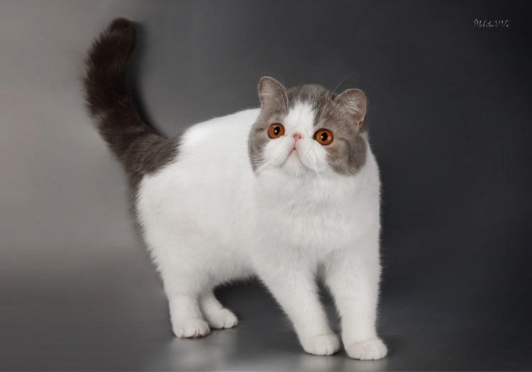 Хайленд фолд Арлекин