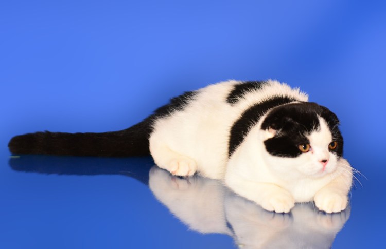 Шотландская вислоухая Арлекин