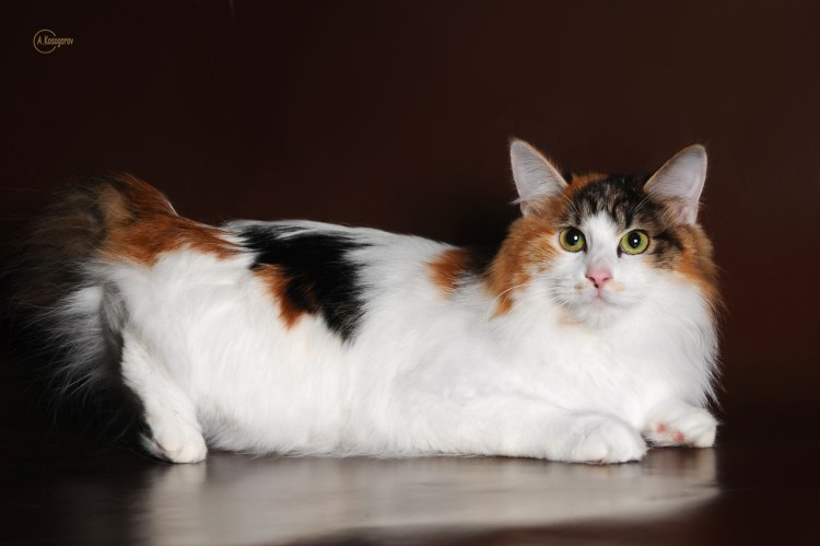 Как называется порода котов у которых черно белая и оранжевая 6