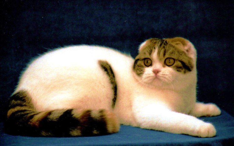 Японский бобтейл