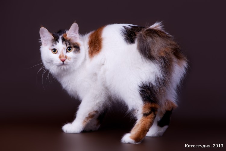 Порода кошек Арлекин