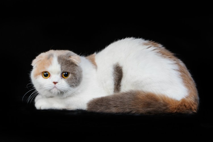 Канадский сфинкс Арлекин