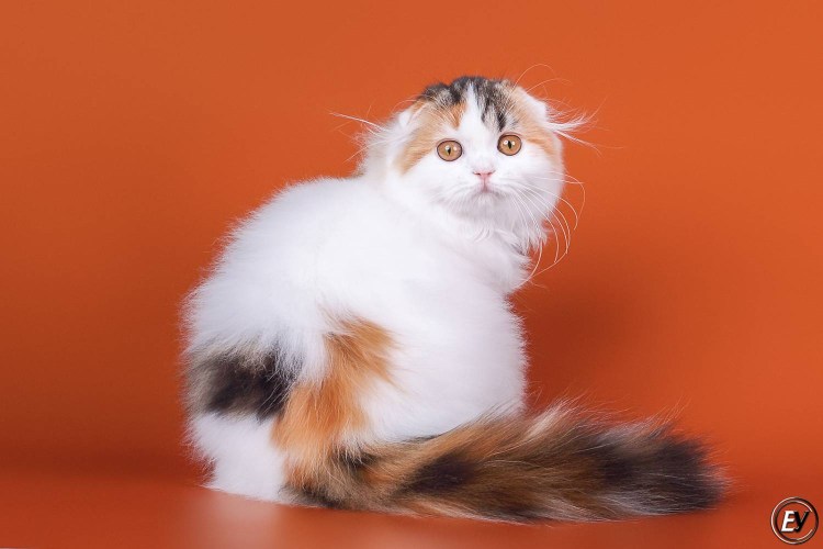 Сибирская кошка окрас Арлекин