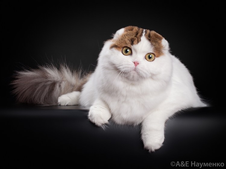 Скоттиш фолд биколор