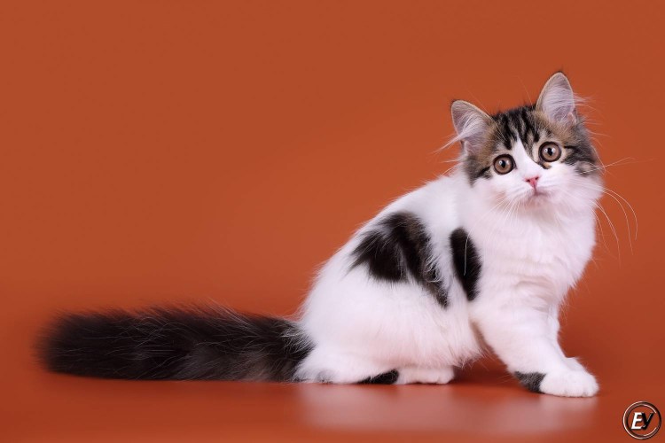 Кошка экзот Арлекин