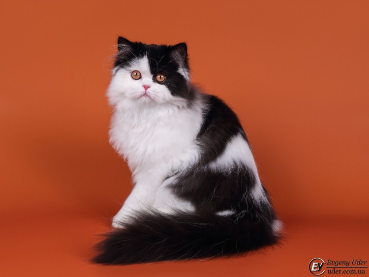 Хайленд-страйт/ SFL 71