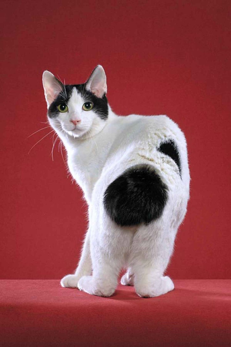 Скоттиш фолд биколор