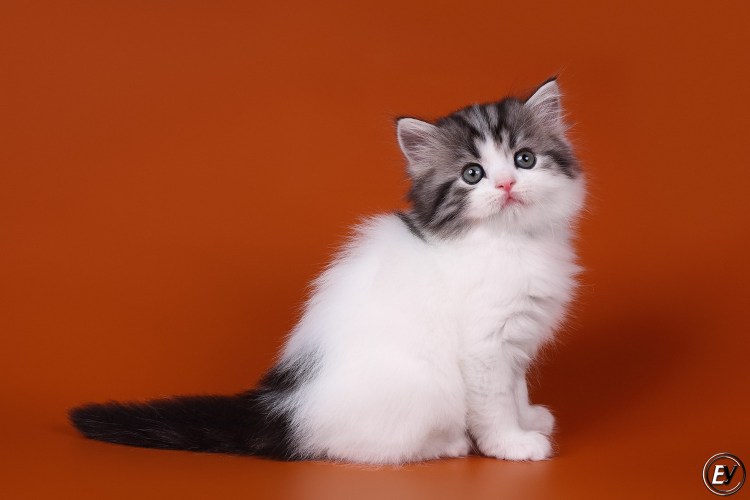 Британские котята Арлекин