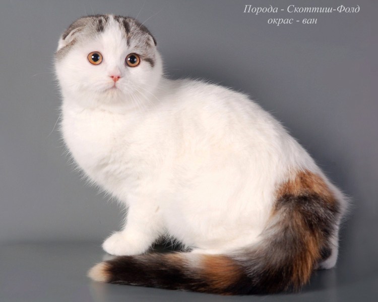 Скоттиш фолд Арлекин
