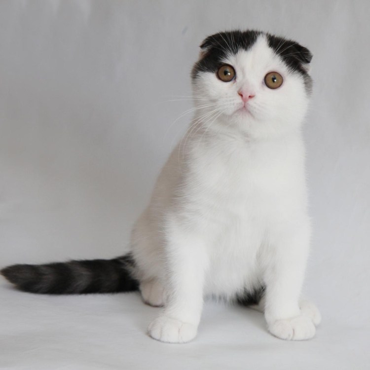 Девон рекс Арлекин