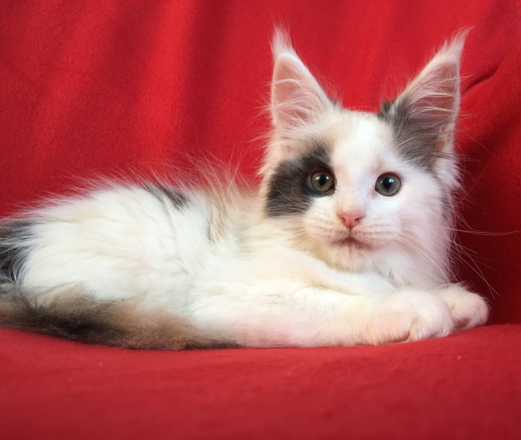 Коты биколор Арлекин Мейн кун