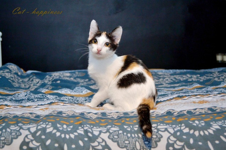 Датский дог Арлекин