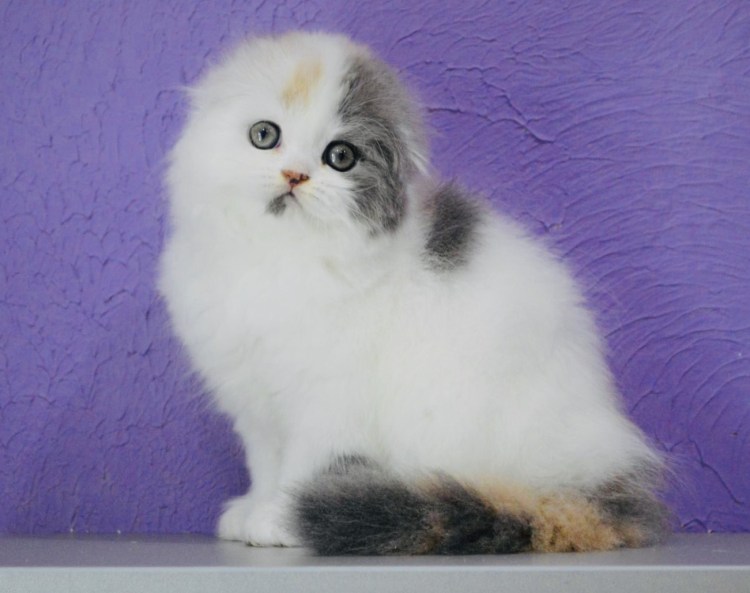 Мейн кун Арлекин