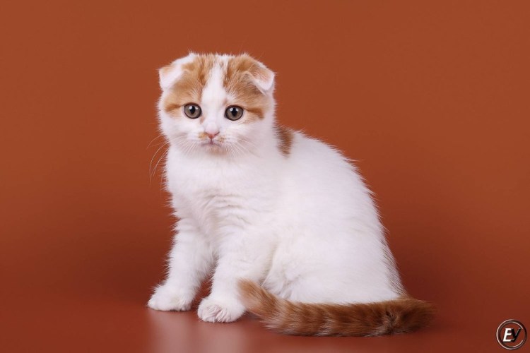 Кот породы Арлекин