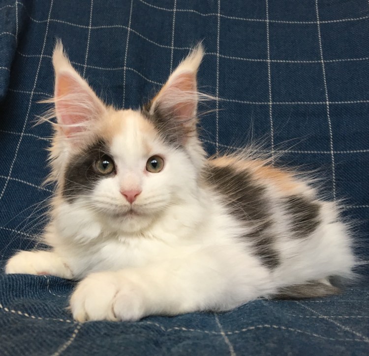 Шотландский Арлекин