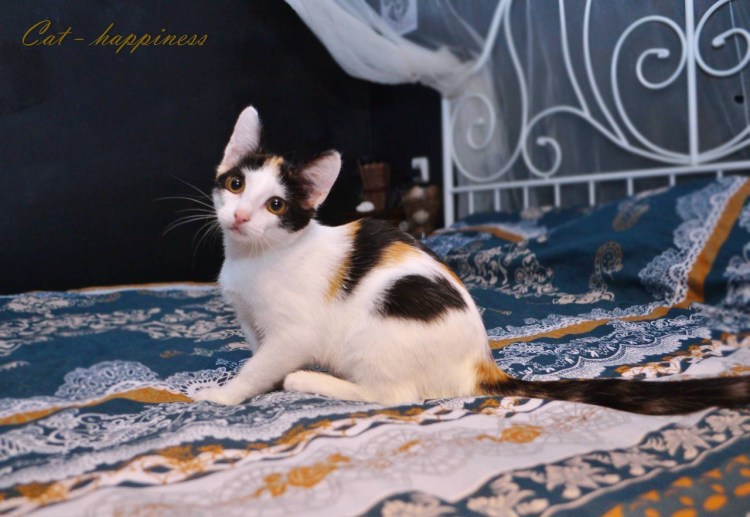 Калико и Арлекин кошки