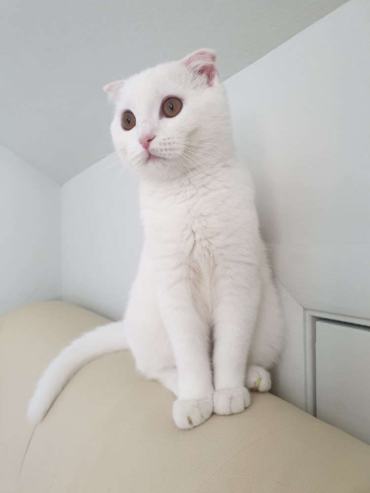 Скоттиш-фолд Шотландская вислоухая белая