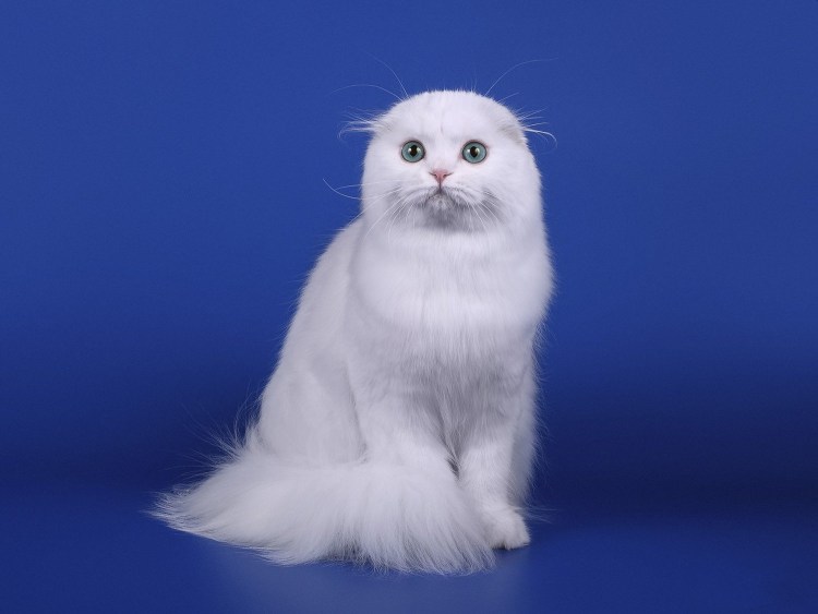 Шотландская вислоухая кошка белая