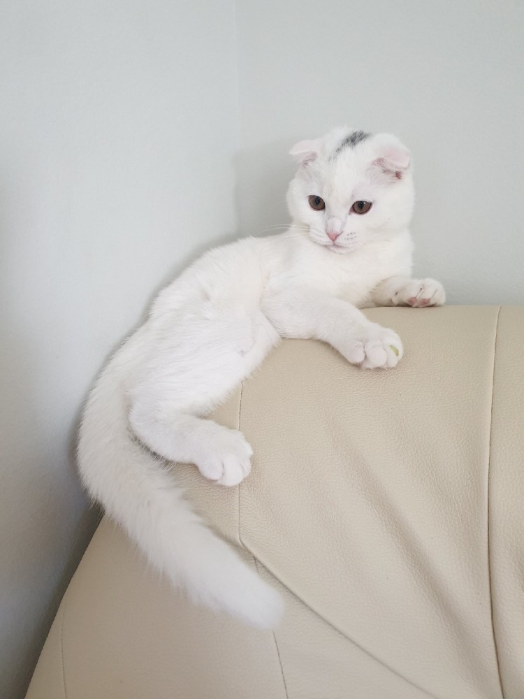 Скоттиш фолд Манчкин